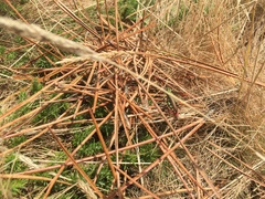 Chorthippus binotatus