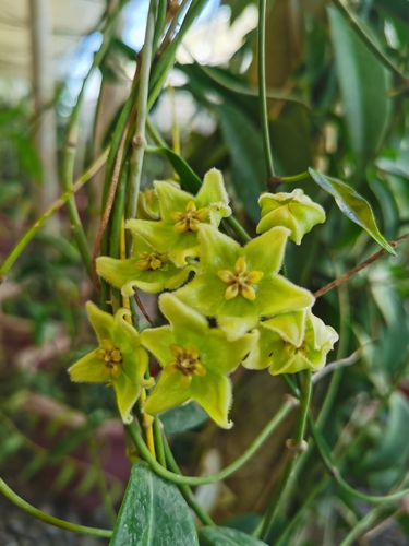 Hoya chlorantha Rech. 3