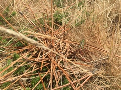 Chorthippus binotatus