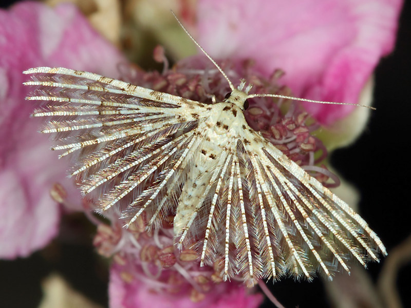 Alucita cancellata
