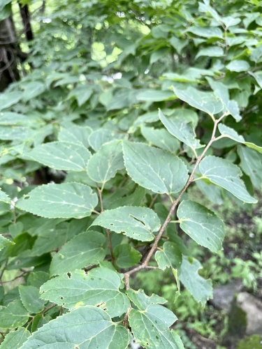 Japanese hackberry (Celtis jessoensis)