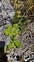 Anisotome pilifera
