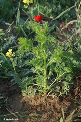 Adonis annua
