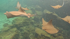 Golden Cownose Ray photo 5