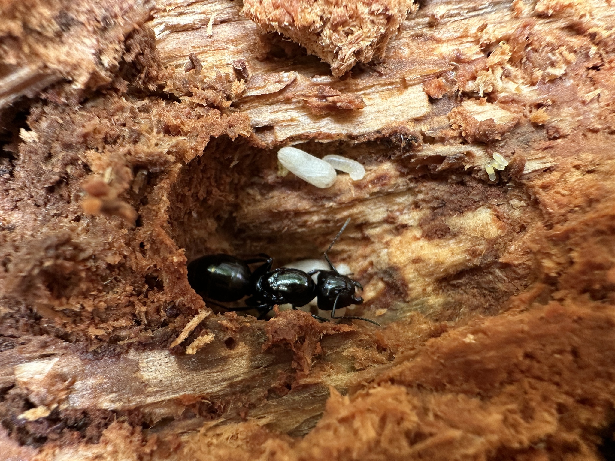 Camponotus spanis