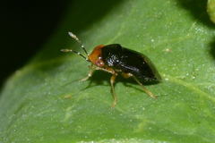 Geocoris erythrocephalus