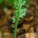 Botrychium matricariifolium - Photo (c) Václav Dvořák,  זכויות יוצרים חלקיות (CC BY-NC), הועלה על ידי Václav Dvořák