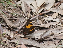 Tisiphone abeona albifascia