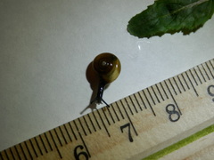 Zonitidae