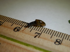 Zonitidae