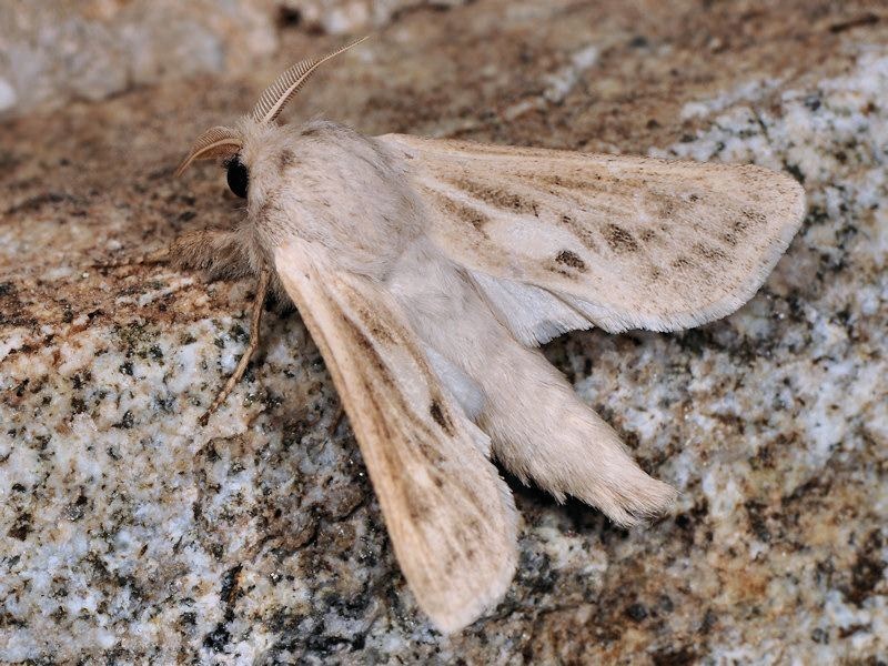 Phragmacossia