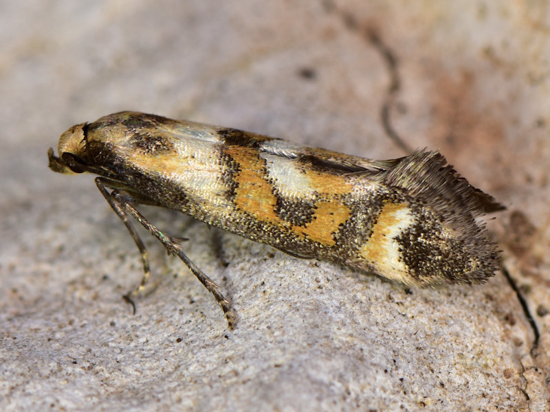 Epermenia pontificella
