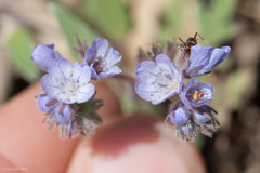 Phacelia breweri