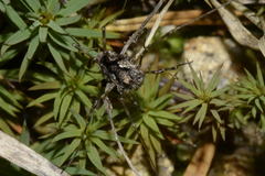 Platybunus pinetorum