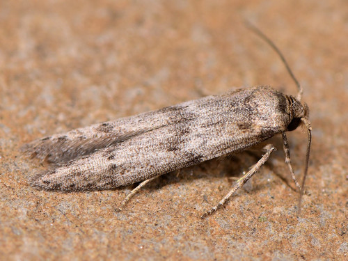 Representative image of Blastobasis phycidella