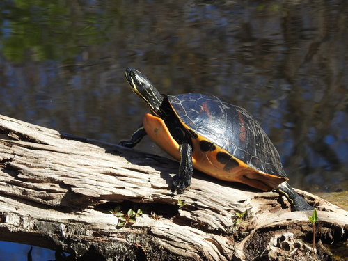 Florida Red-bellied Cooter
