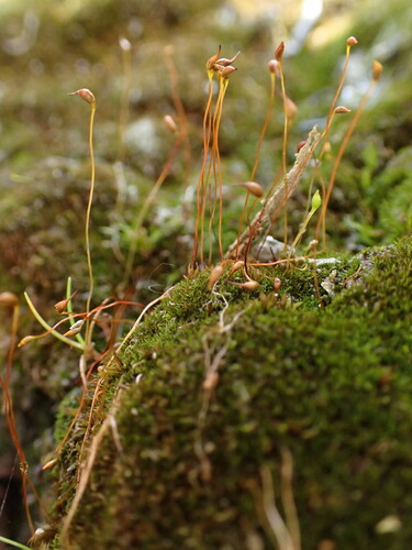 Tortula cernua observed 2023-07-19