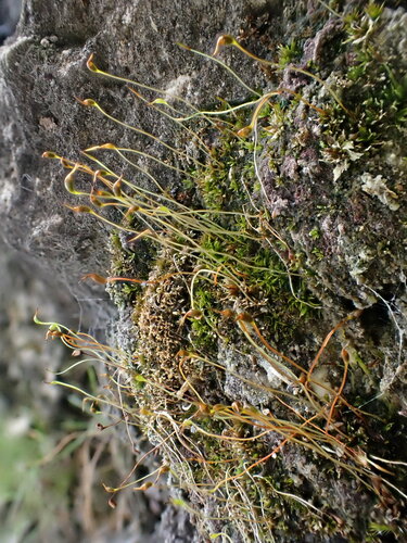 Tortula cernua observed 2023-07-20