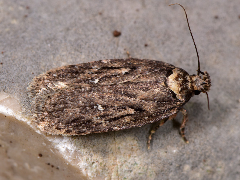 Depressaria douglasella
