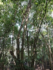 Bravaisia integerrima