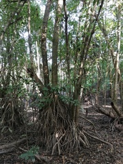 Bravaisia integerrima