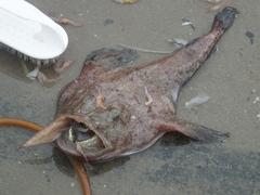 Yellow Goosefish photo 3