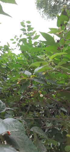 Image of Nyctanthes arbor by (c) Sayee Girdhari, some rights reserved (CC BY)