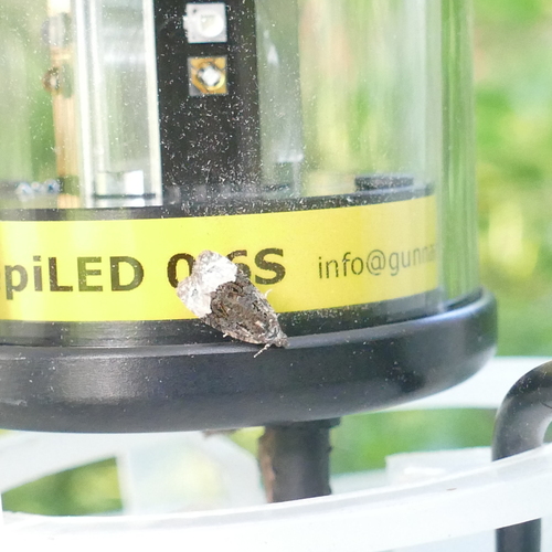 Sallow Apotomis Moth photo 2