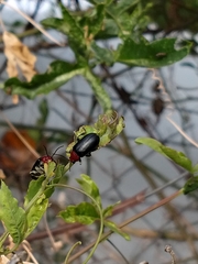 Cacoscelis nigripennis