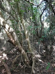 Bravaisia integerrima