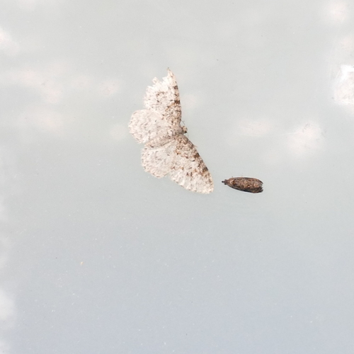 Unadorned Carpet Moth photo 4
