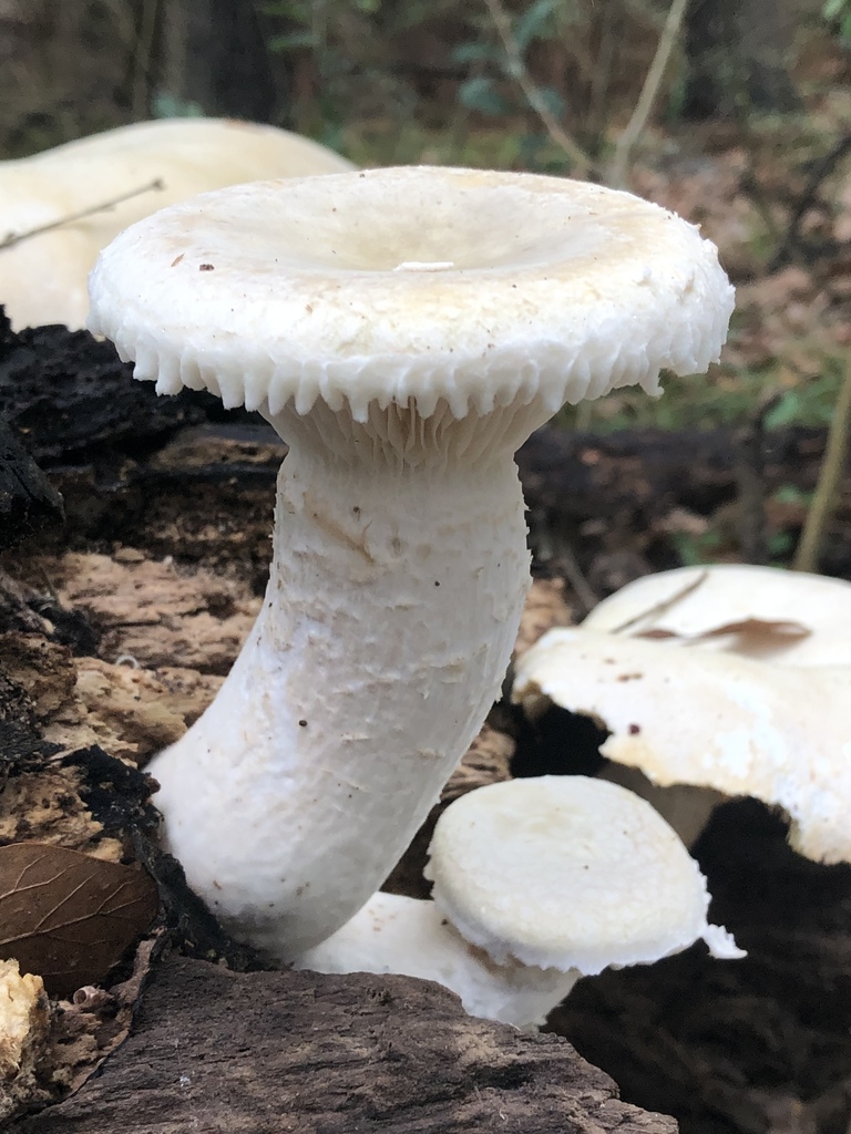 Oyster Mushrooms from 77429, Cypress, TX, US on January 17, 2019 at 10