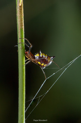 Micrathena funebris