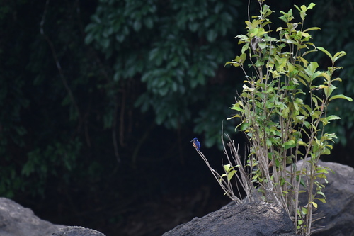 Shining-blue Kingfisher (Alcedo quadribrachys), photo 4