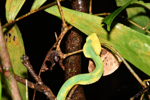 Green Bush Viper