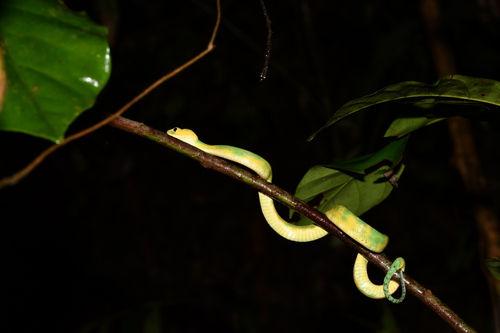 Green Bush Viper