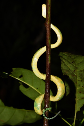 Green Bush Viper