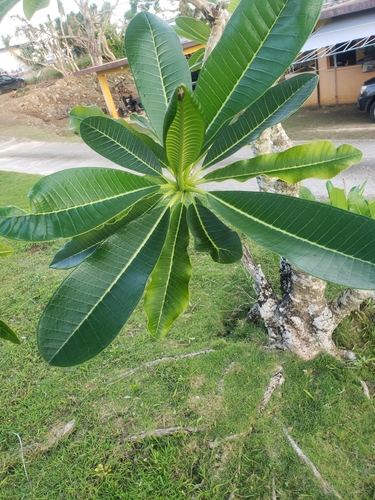 Singapore graveyard flower