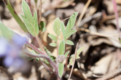 Phacelia breweri