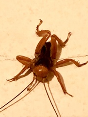 Stenopelmatus