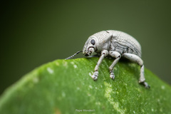 Colecerus