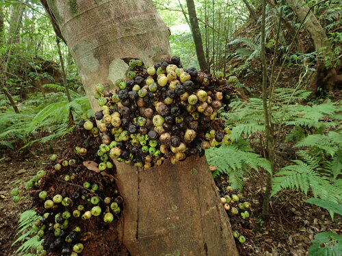 Ficus benguetensis iNat (2)