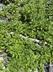 Jacobaea pseudoarnica, photograph Илья Руденко, CC BY, iNaturalist via GBIF