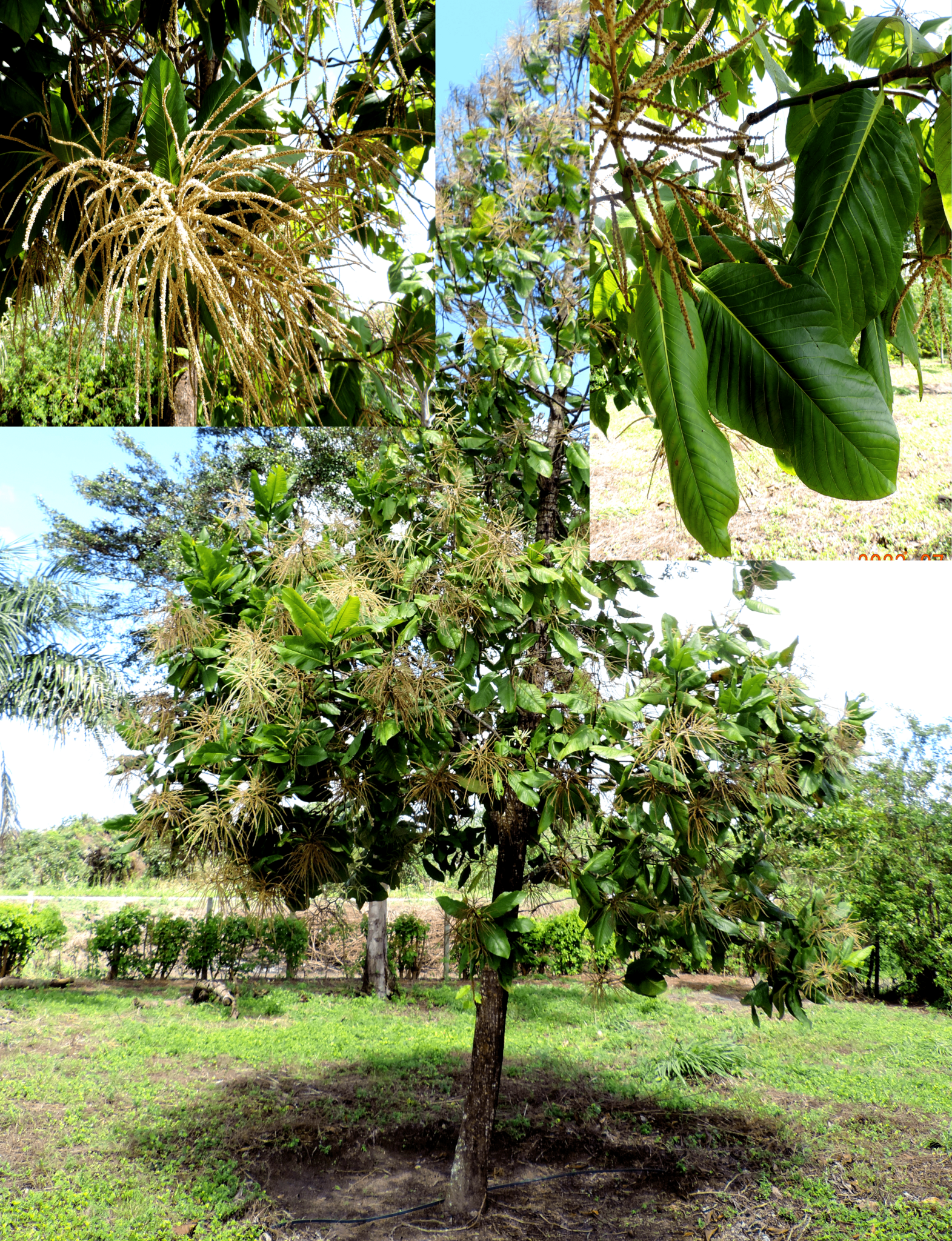 Triplaris americana