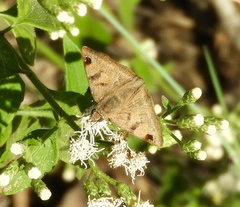 Arteurotia tractipennis tractipennis