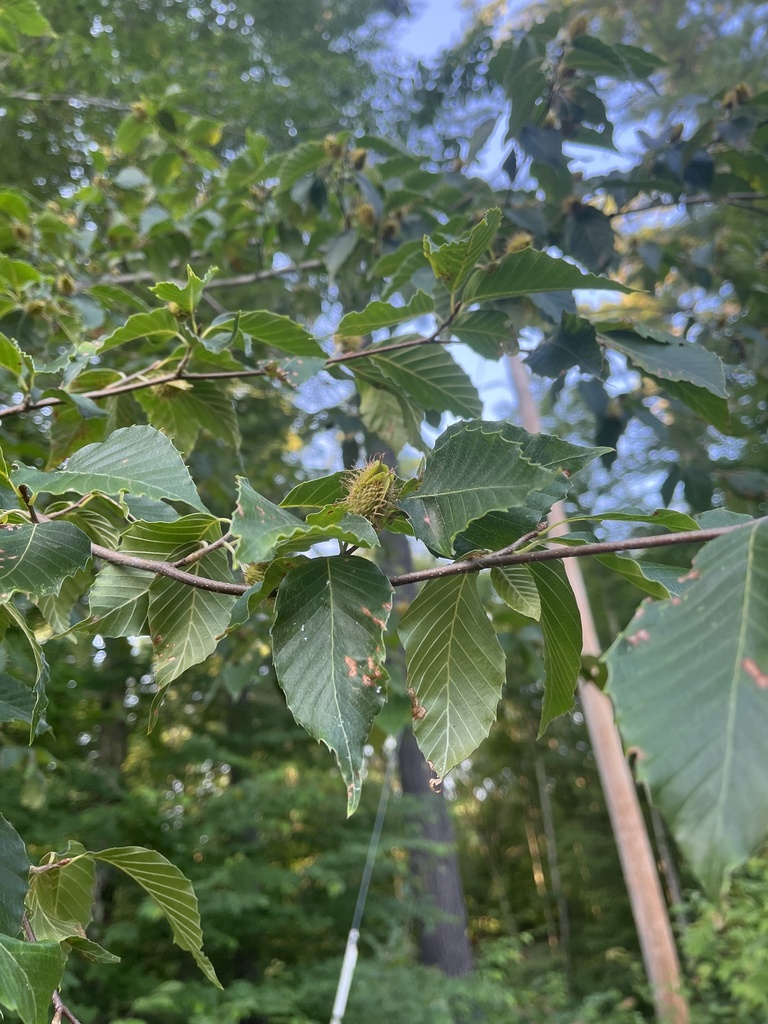 American beech from Northwood, NH, US on July 23, 2023 at 07:07 PM by ...