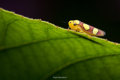 Erythrogonia priscilla