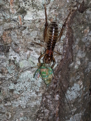 Hemiandrus pallitarsis