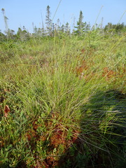 Media resource of Carex exilis