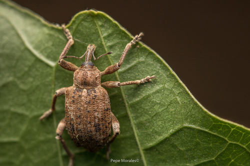 Phelypera distigma (Insects of Cocobolo Nature Reserve) · iNaturalist